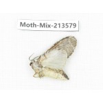 Moths sp. China, Yunnan, Dali, S of Mt.Cangshan. 1Pcs. Moth-Mix-213579.