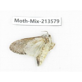 Moths sp. China, Yunnan, Dali, S of Mt.Cangshan. 1Pcs. Moth-Mix-213579.