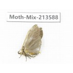 Moths sp. China, Yunnan, Dali, S of Mt.Cangshan. 1Pcs. Moth-Mix-213588.