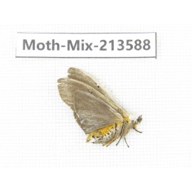 Moths sp. China, Yunnan, Dali, S of Mt.Cangshan. 1Pcs. Moth-Mix-213588.