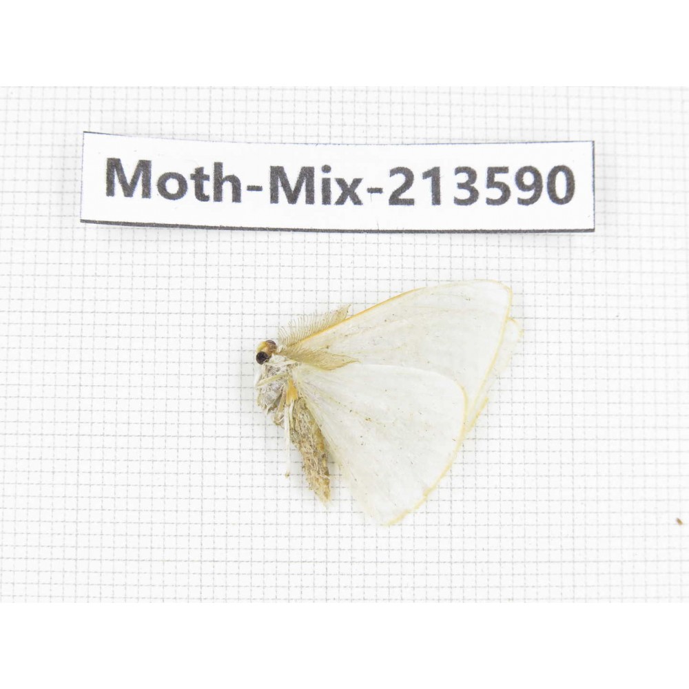Moths sp. China, Yunnan, Dali, S of Mt.Cangshan. 1Pcs. Moth-Mix-213590.