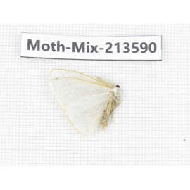 Moths sp. China, Yunnan, Dali, S of Mt.Cangshan. 1Pcs. Moth-Mix-213590.
