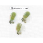 Moths sp. China, Yunnan, Dali, S of Mt.Cangshan. 3Pcs. Moth-Mix-213591.