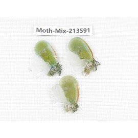 Moths sp. China, Yunnan, Dali, S of Mt.Cangshan. 3Pcs. Moth-Mix-213591.