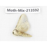 Moths sp. China, Yunnan, Dali, S of Mt.Cangshan. 1Pcs. Moth-Mix-213592.