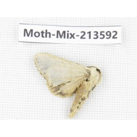 Moths sp. China, Yunnan, Dali, S of Mt.Cangshan. 1Pcs. Moth-Mix-213592.