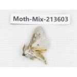 Moths sp. China, Yunnan, Dali, S of Mt.Cangshan. 1Pcs. Moth-Mix-213603.