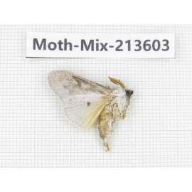 Moths sp. China, Yunnan, Dali, S of Mt.Cangshan. 1Pcs. Moth-Mix-213603.