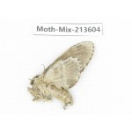 Moths sp. China, Yunnan, Dali, S of Mt.Cangshan. 1Pcs. Moth-Mix-213604.