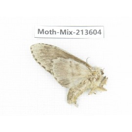 Moths sp. China, Yunnan, Dali, S of Mt.Cangshan. 1Pcs. Moth-Mix-213604.