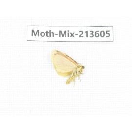 Moths sp. China, Yunnan, Dali, S of Mt.Cangshan. 1Pcs. Moth-Mix-213605.