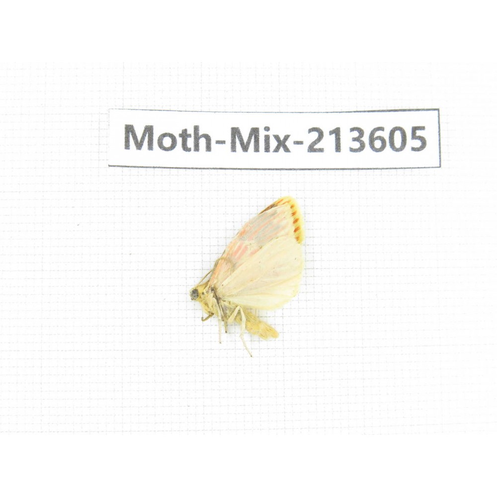 Moths sp. China, Yunnan, Dali, S of Mt.Cangshan. 1Pcs. Moth-Mix-213605.