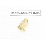 Moths sp. China, Yunnan, Dali, S of Mt.Cangshan. 1Pcs. Moth-Mix-213605.