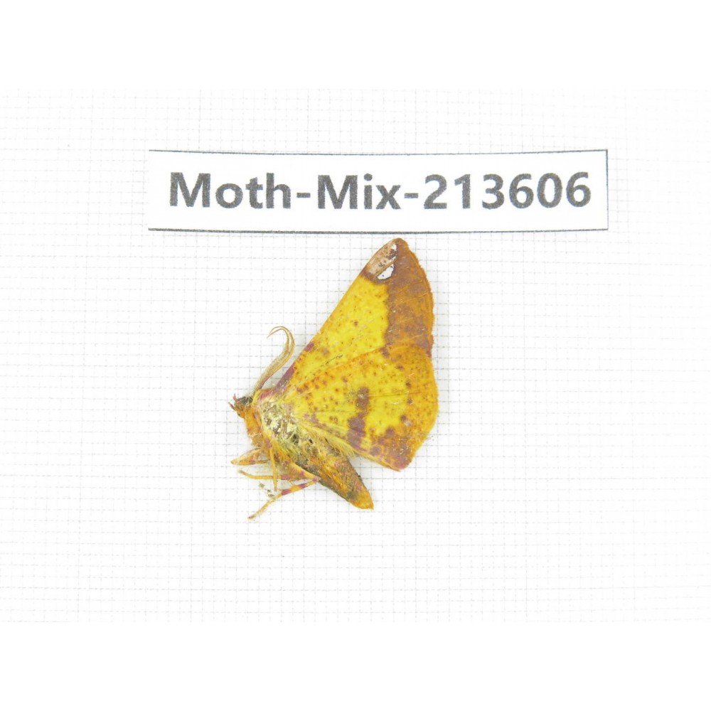 Moths sp. China, Yunnan, Dali, S of Mt.Cangshan. 1Pcs. Moth-Mix-213606.