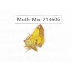 Moths sp. China, Yunnan, Dali, S of Mt.Cangshan. 1Pcs. Moth-Mix-213606.