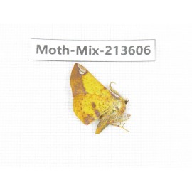 Moths sp. China, Yunnan, Dali, S of Mt.Cangshan. 1Pcs. Moth-Mix-213606.