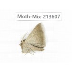 Moths sp. China, Yunnan, Dali, S of Mt.Cangshan. 1Pcs. Moth-Mix-213607.