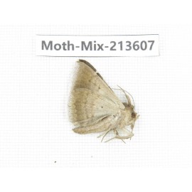 Moths sp. China, Yunnan, Dali, S of Mt.Cangshan. 1Pcs. Moth-Mix-213607.