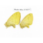 Moths sp. China, Yunnan, Dali, S of Mt.Cangshan. 2Pcs. Moth-Mix-213611.