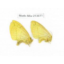 Moths sp. China, Yunnan, Dali, S of Mt.Cangshan. 2Pcs. Moth-Mix-213611.