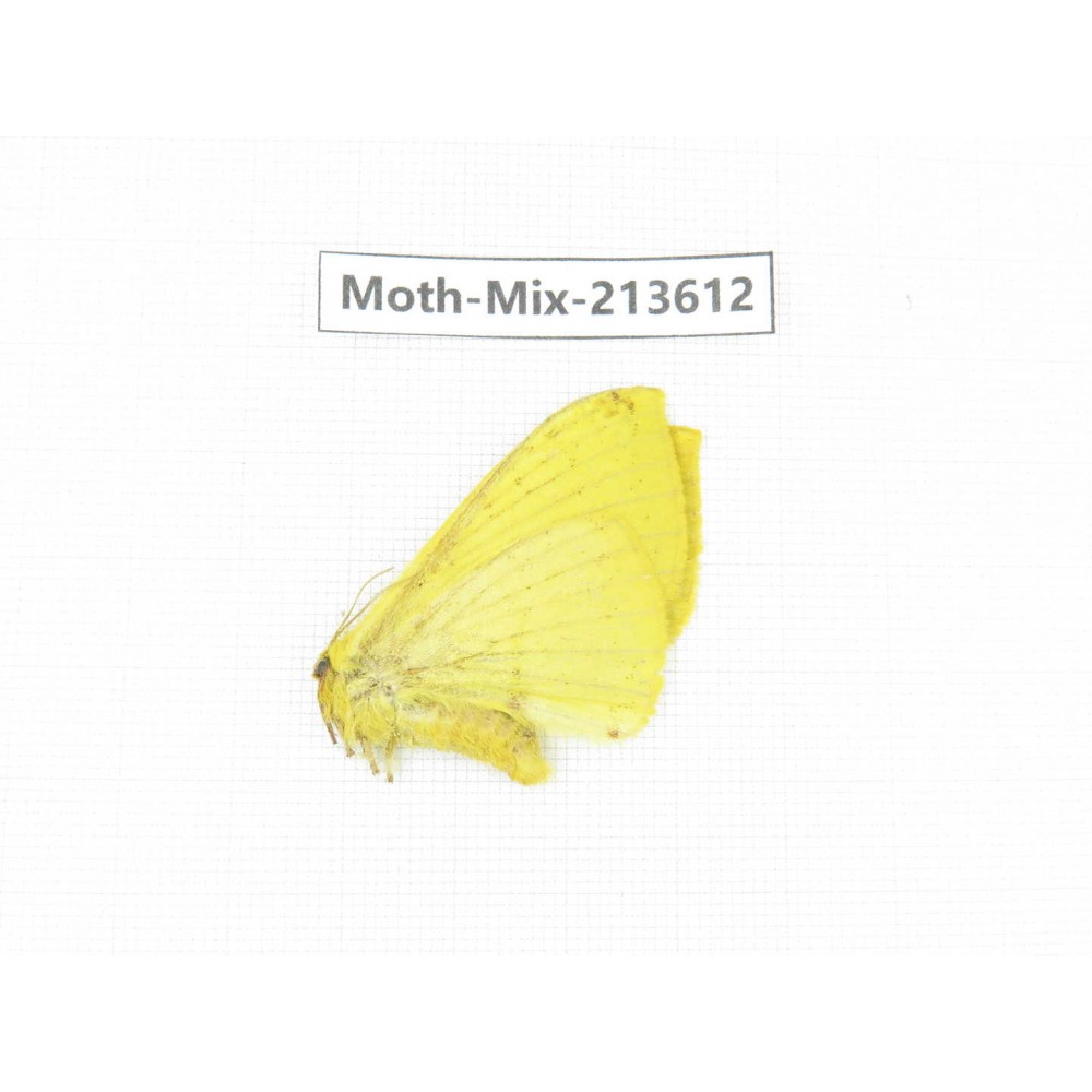 Moths sp. China, Yunnan, Dali, S of Mt.Cangshan. 1Pcs. Moth-Mix-213612.
