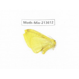 Moths sp. China, Yunnan, Dali, S of Mt.Cangshan. 1Pcs. Moth-Mix-213612.