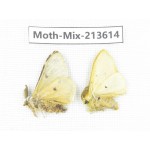 Moths sp. China, Yunnan, Dali, S of Mt.Cangshan. 2Pcs. Moth-Mix-213614.