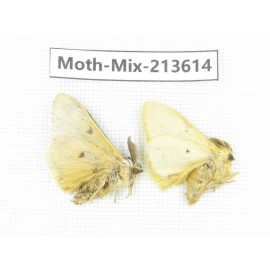 Moths sp. China, Yunnan, Dali, S of Mt.Cangshan. 2Pcs. Moth-Mix-213614.