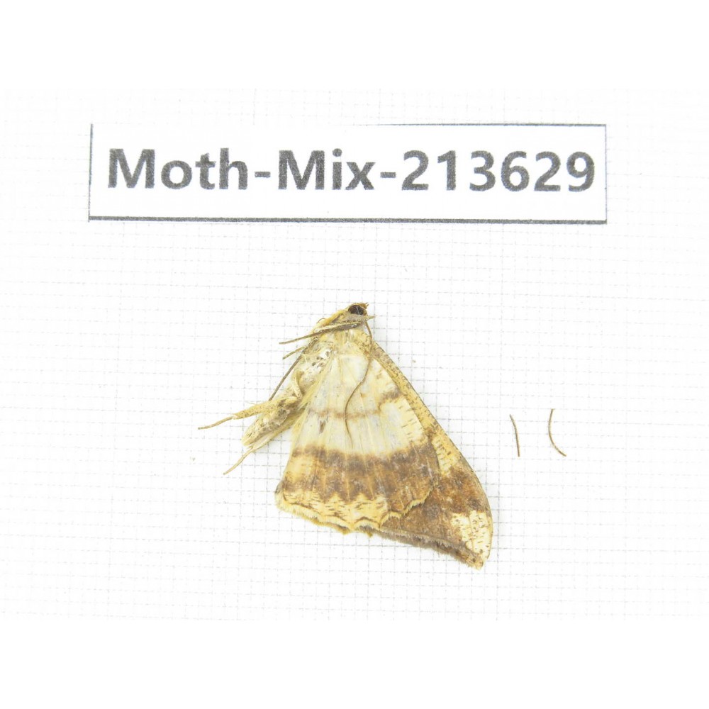Moths sp. China, Yunnan, Dali, S of Mt.Cangshan. 1Pcs. Moth-Mix-213629.
