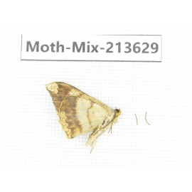 Moths sp. China, Yunnan, Dali, S of Mt.Cangshan. 1Pcs. Moth-Mix-213629.