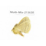Moths sp. China, Yunnan, Dali, S of Mt.Cangshan. 1Pcs. Moth-Mix-213630.