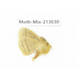 Moths sp. China, Yunnan, Dali, S of Mt.Cangshan. 1Pcs. Moth-Mix-213630.