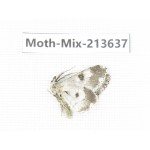 Moths sp. China, Yunnan, Dali, S of Mt.Cangshan. 1Pcs. Moth-Mix-213637.