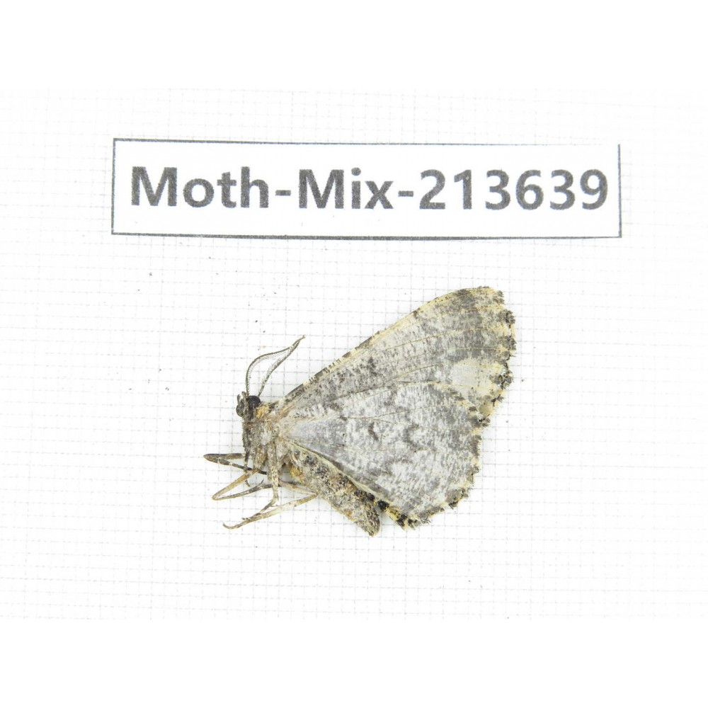 Moths sp. China, Yunnan, Dali, S of Mt.Cangshan. 1Pcs. Moth-Mix-213639.
