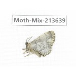 Moths sp. China, Yunnan, Dali, S of Mt.Cangshan. 1Pcs. Moth-Mix-213639.