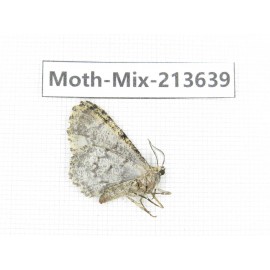 Moths sp. China, Yunnan, Dali, S of Mt.Cangshan. 1Pcs. Moth-Mix-213639.