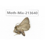 Moths sp. China, Yunnan, Dali, S of Mt.Cangshan. 1Pcs. Moth-Mix-213640.