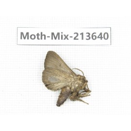 Moths sp. China, Yunnan, Dali, S of Mt.Cangshan. 1Pcs. Moth-Mix-213640.