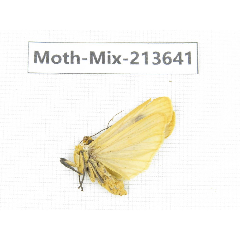 Moths sp. China, Yunnan, Dali, S of Mt.Cangshan. 1Pcs. Moth-Mix-213641.