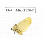 Moths sp. China, Yunnan, Dali, S of Mt.Cangshan. 1Pcs. Moth-Mix-213641.