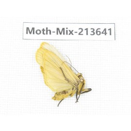 Moths sp. China, Yunnan, Dali, S of Mt.Cangshan. 1Pcs. Moth-Mix-213641.