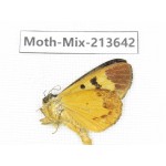 Moths sp. China, Yunnan, Dali, S of Mt.Cangshan. 1Pcs. Moth-Mix-213642.