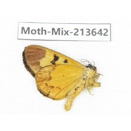 Moths sp. China, Yunnan, Dali, S of Mt.Cangshan. 1Pcs. Moth-Mix-213642.
