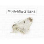 Moths sp. China, Yunnan, Dali, S of Mt.Cangshan. 1Pcs. Moth-Mix-213648.