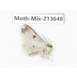 Moths sp. China, Yunnan, Dali, S of Mt.Cangshan. 1Pcs. Moth-Mix-213648.