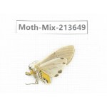 Moths sp. China, Yunnan, Dali, S of Mt.Cangshan. 1Pcs. Moth-Mix-213649.