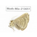 Moths sp. China, Yunnan, Dali, S of Mt.Cangshan. 1Pcs. Moth-Mix-213651.