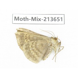 Moths sp. China, Yunnan, Dali, S of Mt.Cangshan. 1Pcs. Moth-Mix-213651.