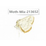 Moths sp. China, Yunnan, Dali, S of Mt.Cangshan. 1Pcs. Moth-Mix-213652.