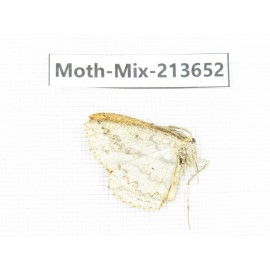 Moths sp. China, Yunnan, Dali, S of Mt.Cangshan. 1Pcs. Moth-Mix-213652.